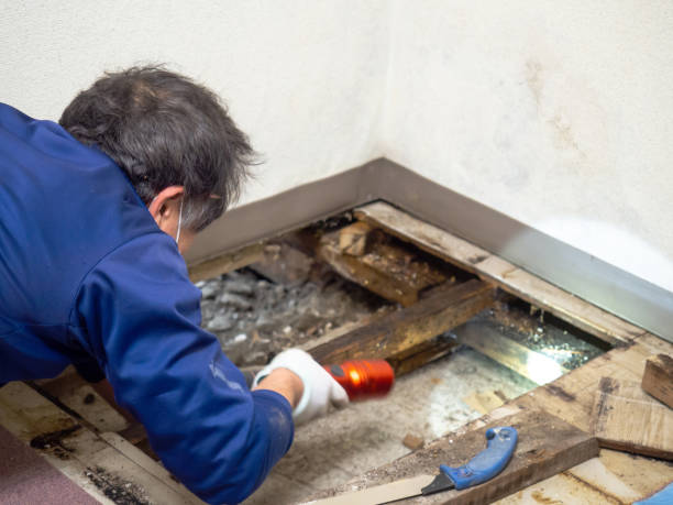 Best Toxic Mold Removal  in Whitehall, WI