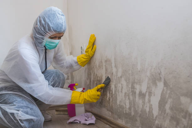 Best Professional Mold Removal  in Whitehall, WI