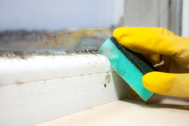 Best Crawl Space Mold Removal  in Whitehall, WI