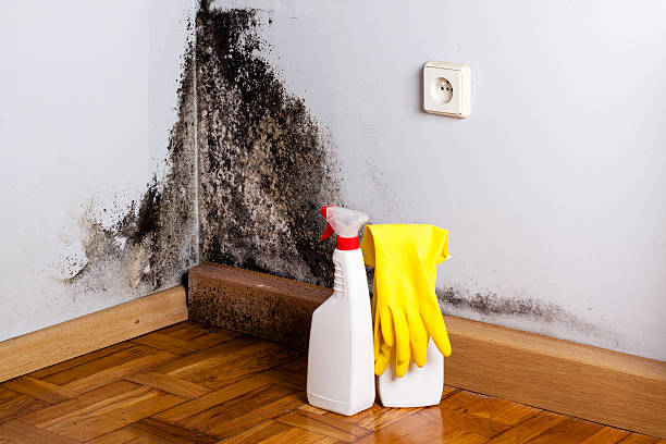 Attic Mold Removal in Whitehall, WI