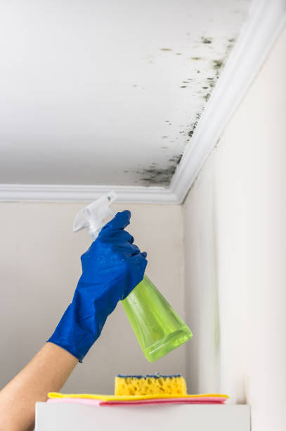 Attic Mold Removal in Whitehall, WI