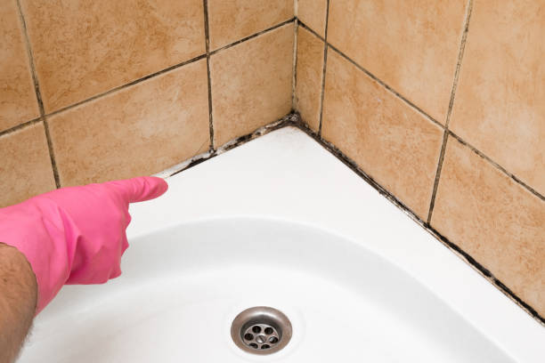 Best Home Mold Removal  in Whitehall, WI